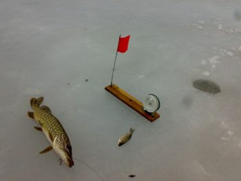 Щука на льду
