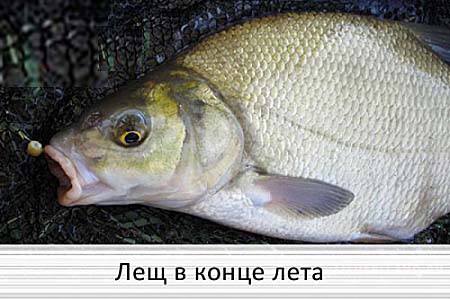 Лещ в конце лета