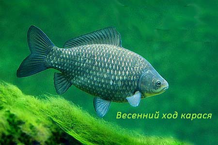 Весенний ход карася Весенний ход карася