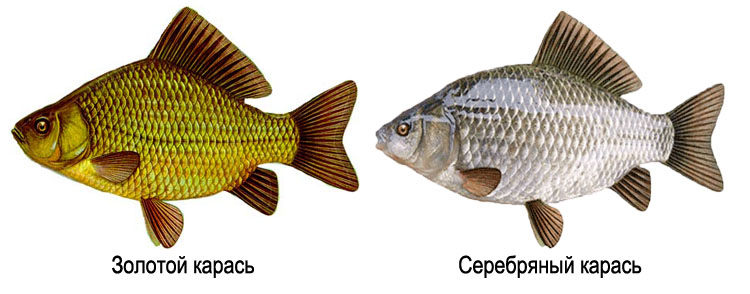Разные караси